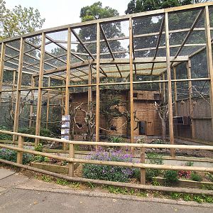Waldrapp ibis aviary