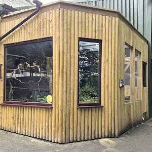 New green aracari aviary