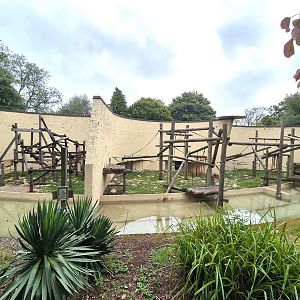 Old orangutan outdoor areas.