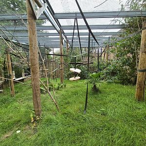 Black howler monkey exhibit.
