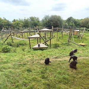 Chimpanzee enclosure.
