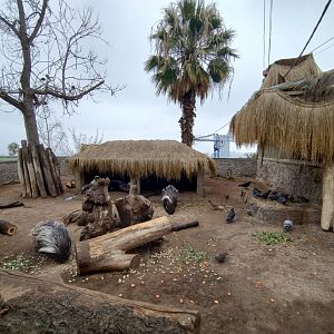 Cape porcupine exhibit - Santiago Zoo (Zoologico Nacional)