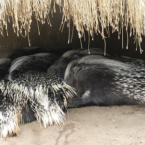 Cape porcupine - Santiago Zoo (Zoologico Nacional)