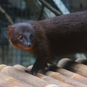 Javan mongoose (Herpestes javanicus javanicus)