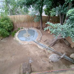 Darwin's rhea exhibit - Santiago zoo (Zoologico nacional)