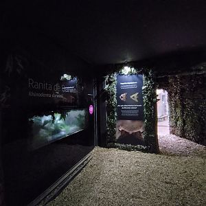 Darwin's frog complex - Santiago zoo (Zoologico nacional)