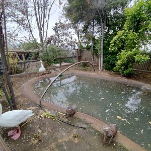 Coscoroba exhibit - Santiago zoo (Zoologico nacional)