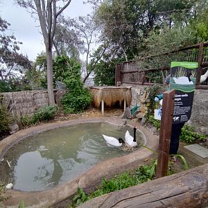 Black-necked swan exhibit - Santiago zoo (Zoologico nacional)