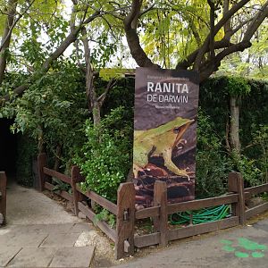 Darwin's frog complex - Santiago zoo (Zoologico nacional)