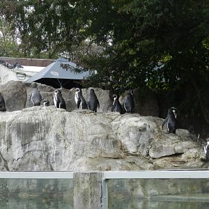 Humboldt penguin exhibit - Santiago zoo (Zoologico nacional)