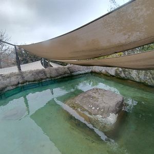 South american sea lion exhibit - Santiago zoo (Zoologico nacional)