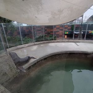 South american sea lion exhibit - Santiago zoo (Zoologico nacional)
