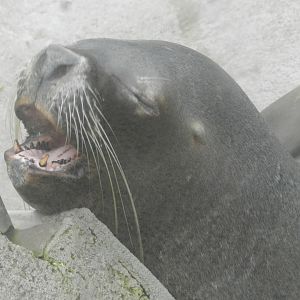 South american sea lion- Santiago zoo (Zoologico nacional)