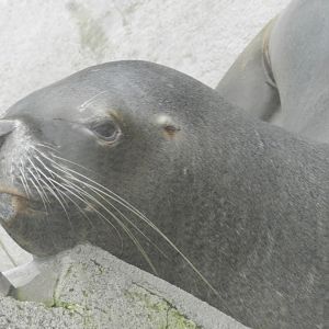 South american sea lion- Santiago zoo (Zoologico nacional)