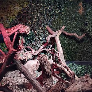 Reptile house boa exhibit - Santiago zoo (Zoologico nacional)