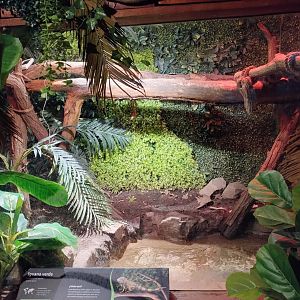 Reptile house green iguana exhibit - Santiago zoo (Zoologico nacional)