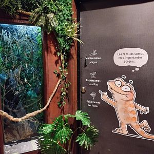 Reptile house New caledonian giant gecko exhibit - Santiago zoo (Zoologico nacional)