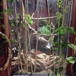 Reptile house green tree python exhibit - Santiago zoo (Zoologico nacional)