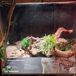Reptile house false coral exhibit - Santiago zoo (Zoologico nacional)
