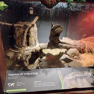 Reptile house skink exhibit - Santiago zoo (Zoologico nacional)