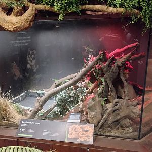 Reptile house corn snake exhibit - Santiago zoo (Zoologico nacional)