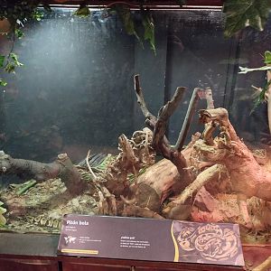Reptile house ball python exhibit - Santiago zoo (Zoologico nacional)