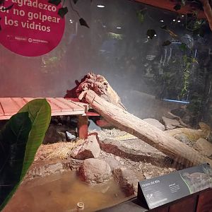 Reptile house nile monitor exhibit - Santiago zoo (Zoologico nacional)