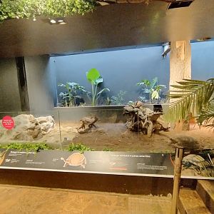 Reptile house red-footed tortoise exhibit - Santiago zoo (Zoologico nacional)