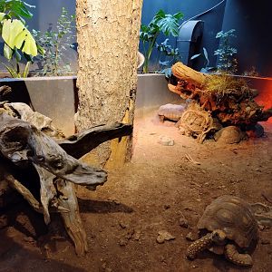 Reptile house red-footed tortoise exhibit - Santiago zoo (Zoologico nacional)