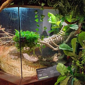 Reptile house frilled lizard exhibit - Santiago zoo (Zoologico nacional)