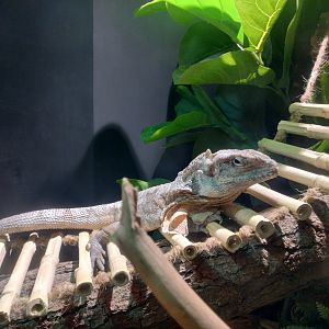 Reptile house frilled lizard - Santiago zoo (Zoologico nacional)