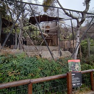 Lar gibbon exhibit - Santiago zoo (Zoologico nacional)