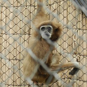 Lar gibbon - Santiago zoo (Zoologico nacional)