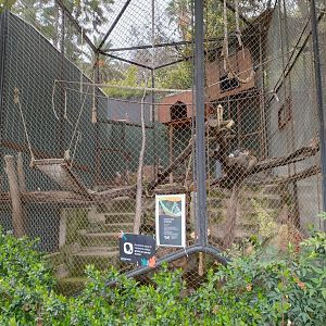Ring-tailed lemur exhibit - Santiago zoo (Zoologico nacional)