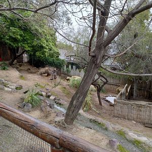 Pudu exhibit - Santiago zoo (Zoologico nacional)
