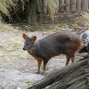 Pudu - Santiago zoo (Zoologico nacional)