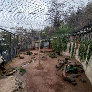 African lion exhibit (upper view) - Santiago zoo (Zoologico nacional)