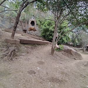 Emu exhibit - Santiago zoo (Zoologico nacional)