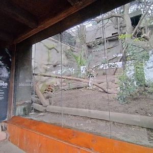 Colocolo exhibit - Santiago zoo (Zoologico nacional)
