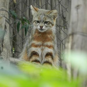 Colocolo - Santiago zoo (Zoologico nacional)