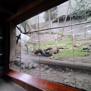 Serval exhibit - Santiago zoo (Zoologico nacional)