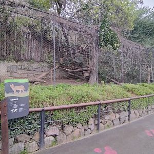 Caracal exhibit - Santiago zoo (Zoologico nacional)