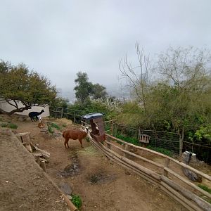 Llama exhibit - Santiago zoo (Zoologico nacional)