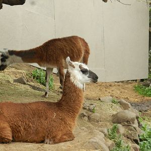LLama - Santiago zoo (Zoologico nacional)