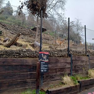Guanaco exhibit - Santiago zoo (Zoologico nacional)