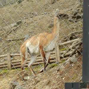 Guanaco - Santiago zoo (Zoologico nacional)