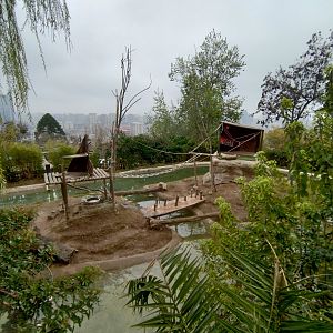 Ring-tailed lemur islands - Santiago zoo (Zoologico nacional)