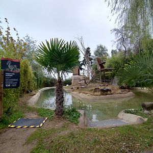 Ring-tailed lemur islands - Santiago zoo (Zoologico nacional)