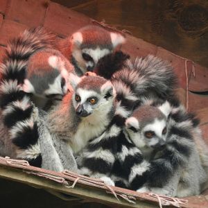 Ring-tailed lemur - Santiago zoo (Zoologico nacional)