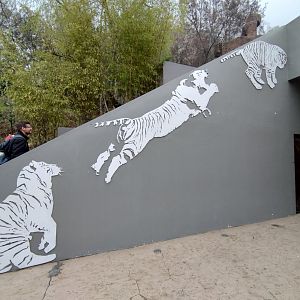 Tiger setups - Santiago zoo (Zoologico nacional)